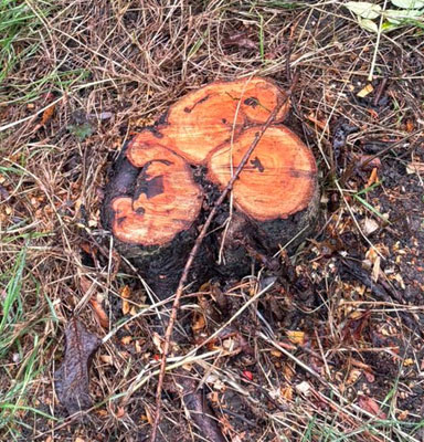 contact small stump