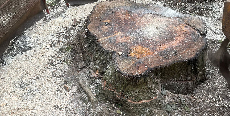 contact stump crp